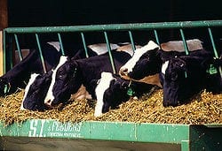 Growth hormones are given to beef cattle and dairy cows.