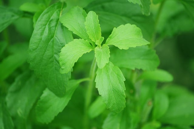 Stevia leaf