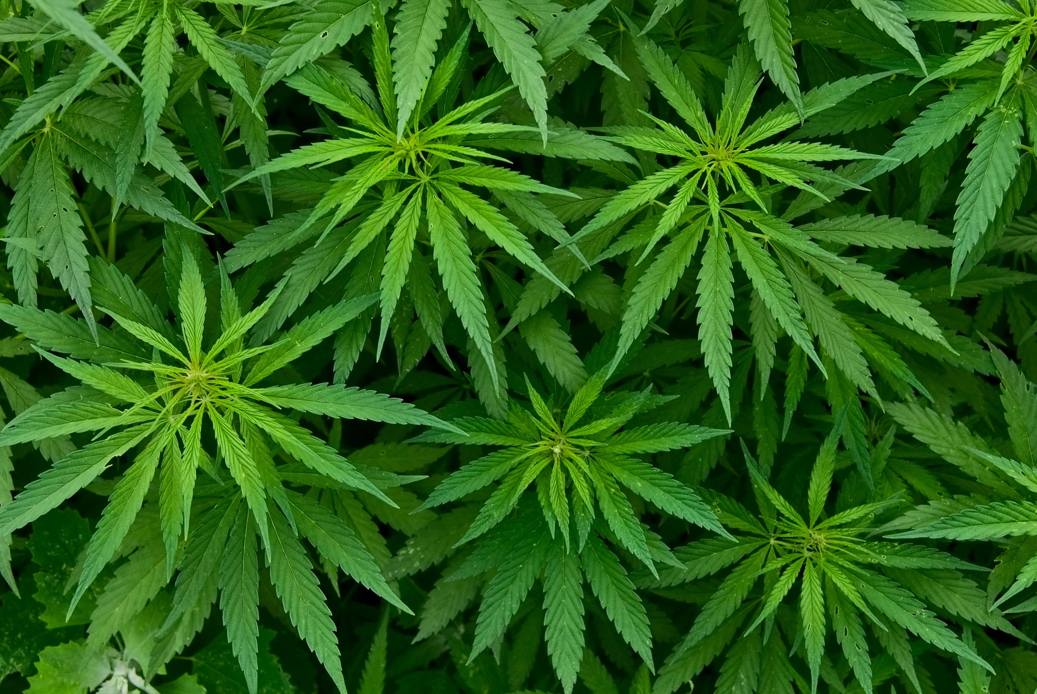 Marijuana and Stroke Risk | Karen Owoc Lifestyle