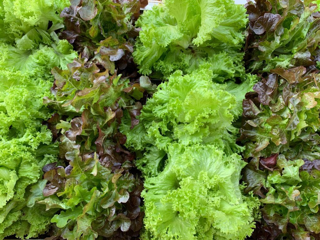 Living Leafy Greens that Last Karen For Your Health